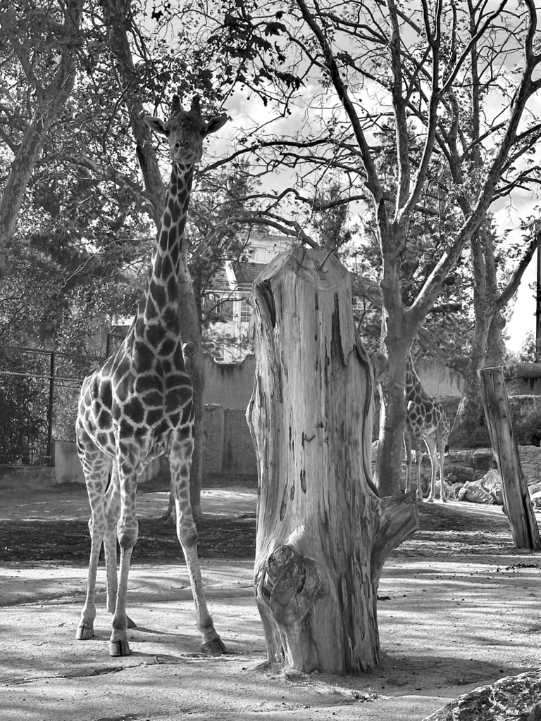 Duas girafas num recinto arborizado, uma em primeiro plano junto a um tronco cortado, numa fotografia a preto e branco.