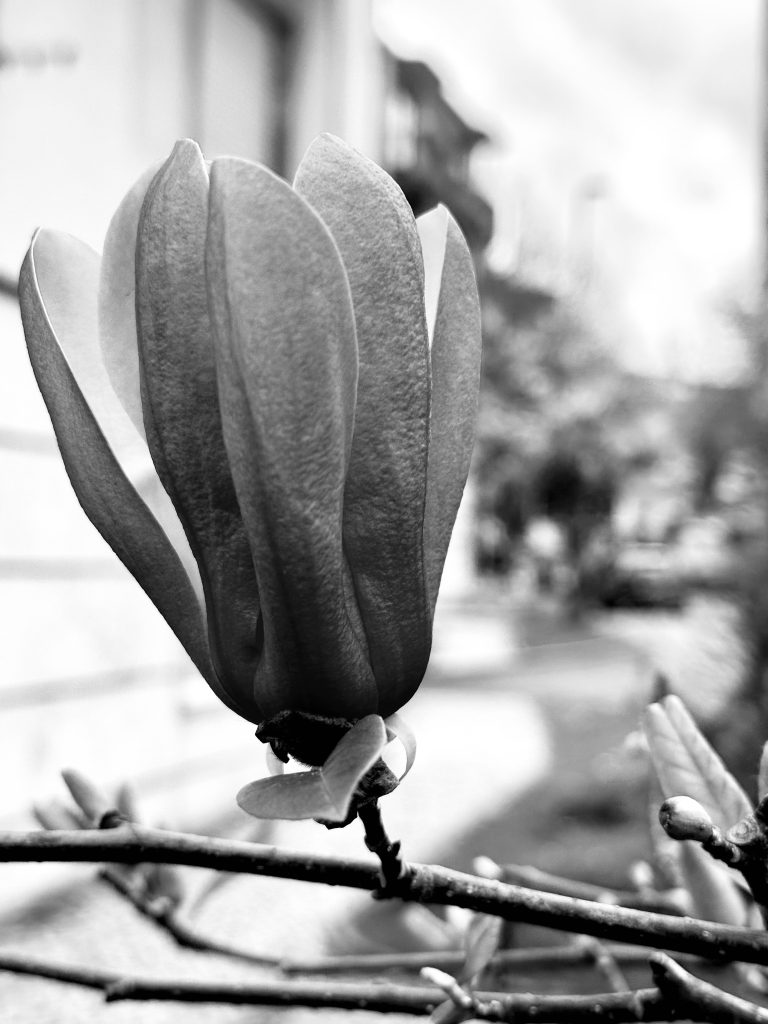 Flor de magnólia parcialmente aberta, em primeiro plano, com uma rua desfocada ao fundo, numa fotografia a preto e branco.